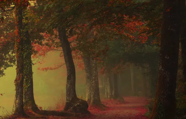 Картинка дорога, осень, деревья, туман