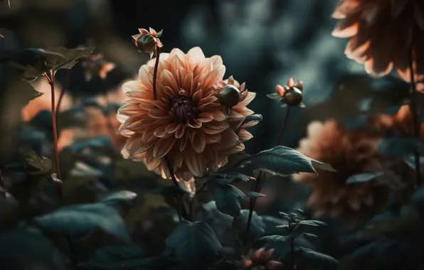 Листья, свет, цветы, сад, бутоны, композиция, кремовые, георгины
