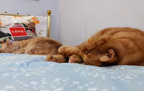 Кошка, кот, коты, кровать, сон, рыжий, спят