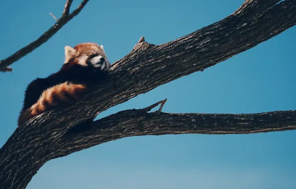 Дерево, спит, firefox, Красная панда