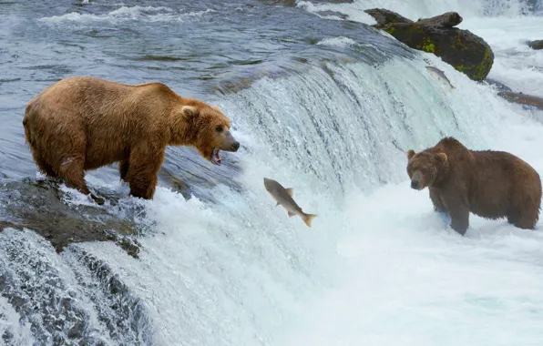 Картинка река, звери, водопад, рыба, медведи, охота