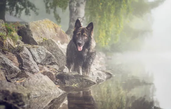 Картинка взгляд, туман, озеро, друг, собака