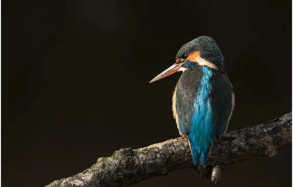 Картинка ветки, птица, черный фон, зимородок