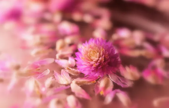 Картинка цветок, макро, розовый, лепестки