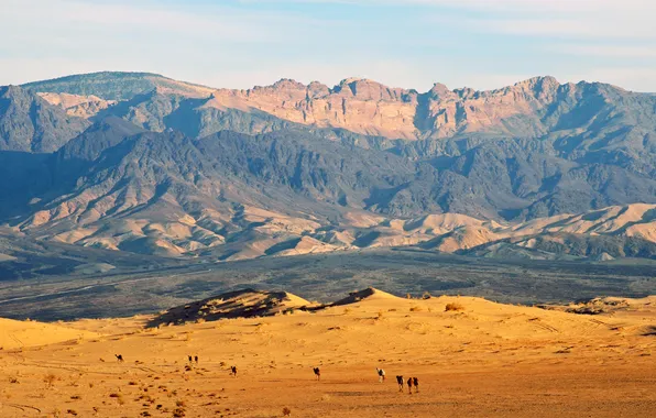 Горы, пустыня, верблюды, jordan, Иордания