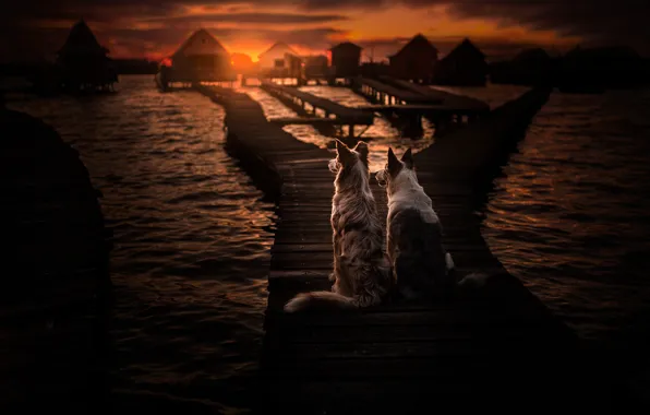 Картинка море, собаки, закат, пара, мостки, две собаки, Бордер-колли