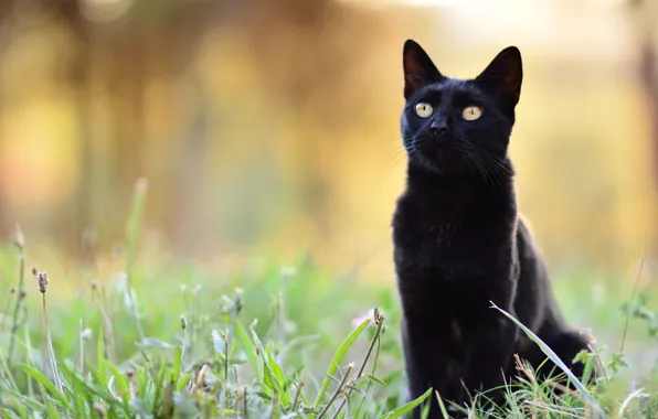 Кошка, трава, кот, взгляд, морда, природа, поза, черный