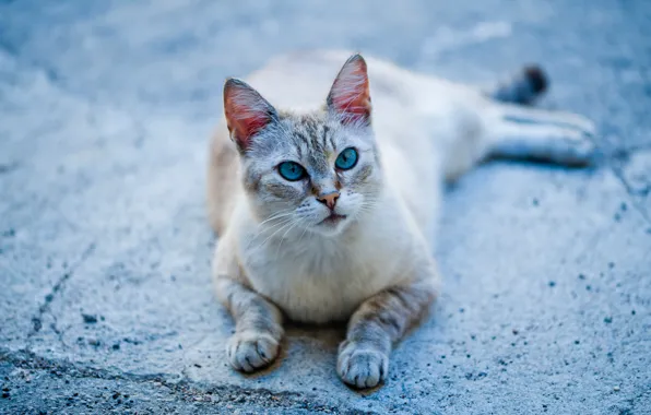 Кошка, лапки, голубые глаза, котейка