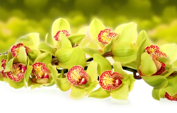 Макро, цветы, фото, орхидеи