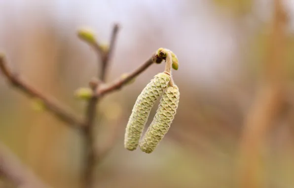 Tree, plant, twig