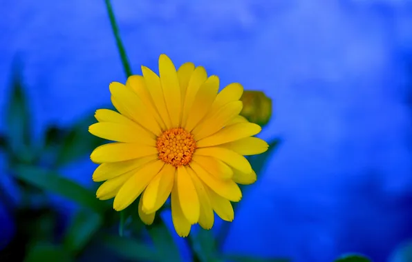 Листья, макро, природа, лепестки