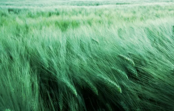 Картинка трава, зеленый, ветер