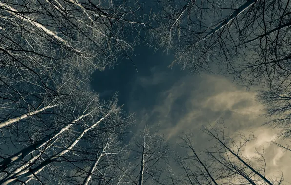 Небо, деревья, природа