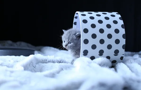Кошка, котенок, серый, коробка, малыш, мех, черный фон, котёнок