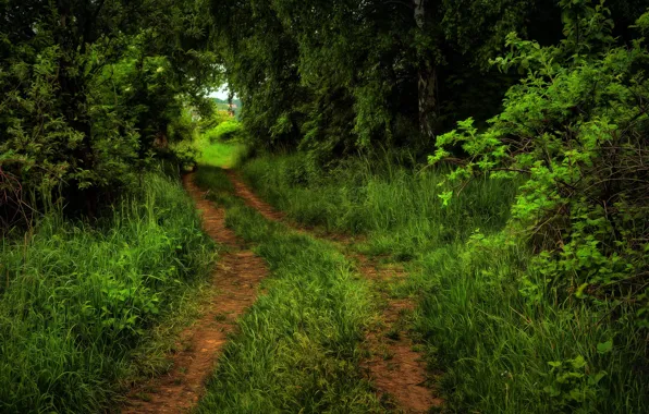 Дорога, зелень, лес, лето, трава, деревья, ветви, обработка