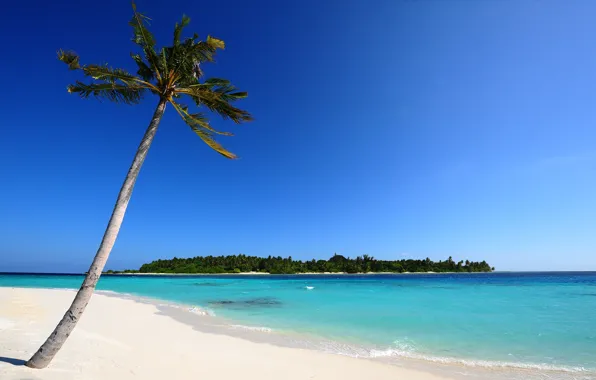 Картинка песок, море, пляж, пальма, пальмы, остров, Мальдивы, природа.