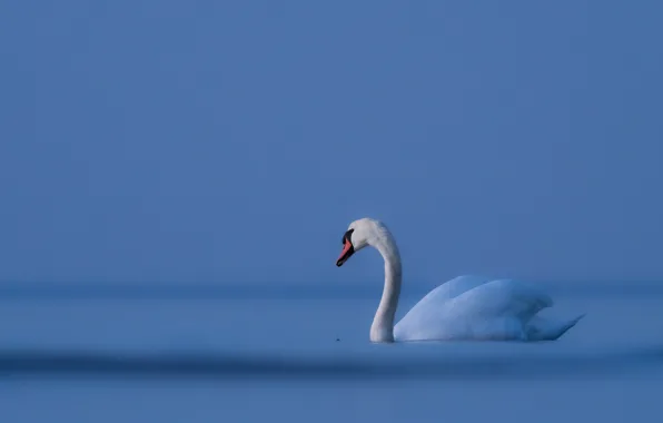 Природа, птица, лебедь