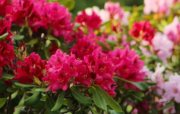 Flowering, shrub, rhododendron