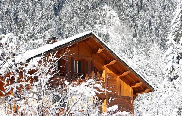 Зимние леса картинки ( фото) скачать обои