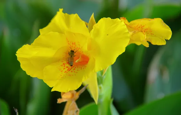 Yellow, flowers, Banana, buds