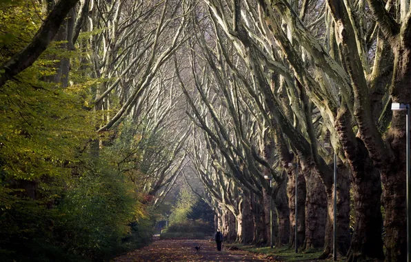 Деревья, природа, город, парк