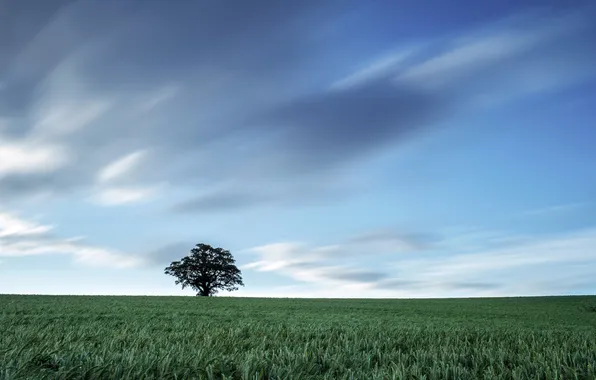 Картинка поле, небо, пейзаж, дерево
