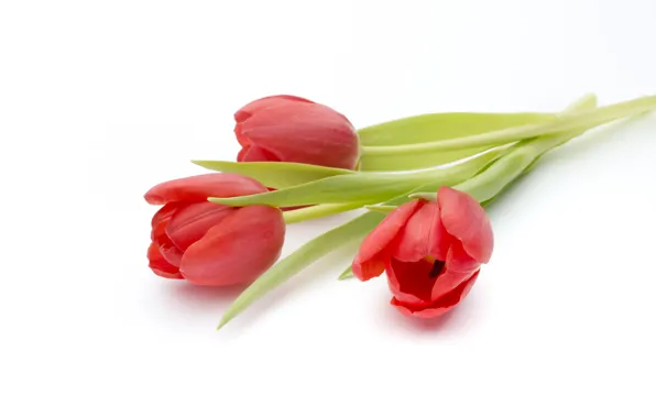 Картинка цветы, букет, red, fresh, pink, flowers, beautiful, romantic