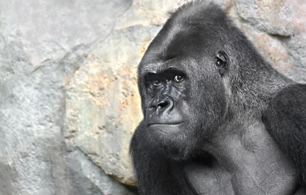Природа, обезьяна, gorilla