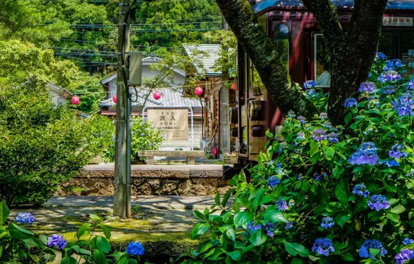 Вагон, Japan, платформа, гортензия