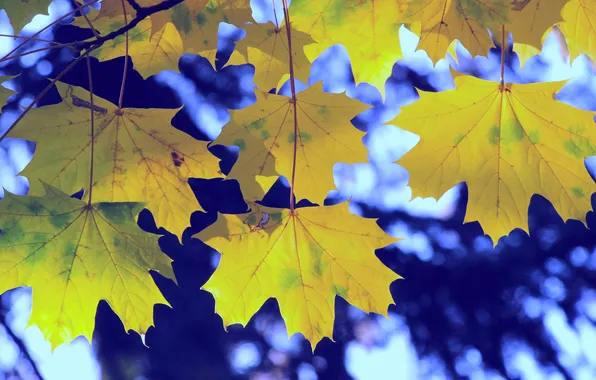 Autumn, leafs, twig