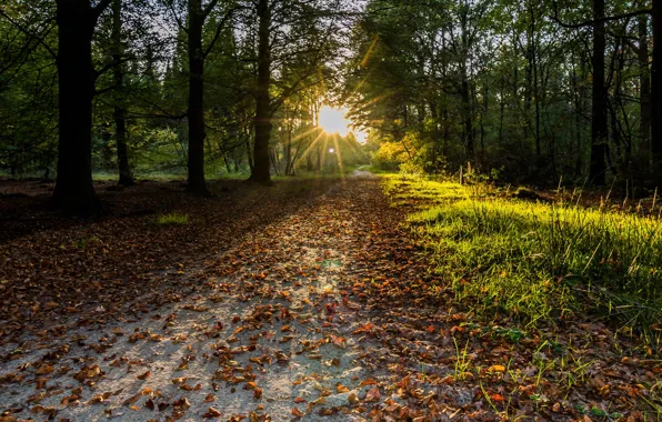 Картинка осень, лес, солнце, листва, дорожка