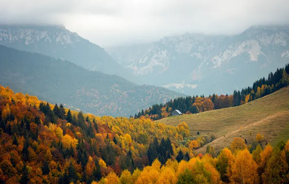 Осень, лес, свет, деревья, горы, природа, туман, холмы