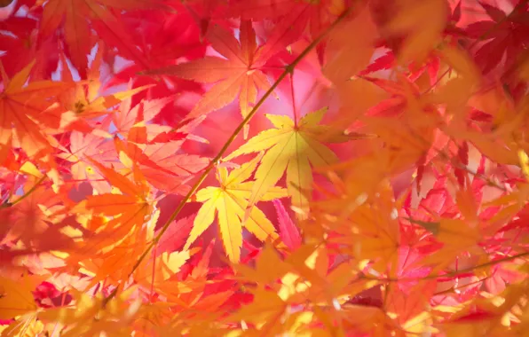 Осень, листья, макро, ветки, клен