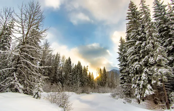 Картинка зима, лес, облака, снег, деревья, гора, сугробы