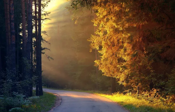Дорога, осень, свет, деревья, пейзаж, закат, листва