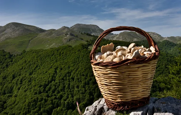 Лес, пейзаж, горы, грибы, корзинка