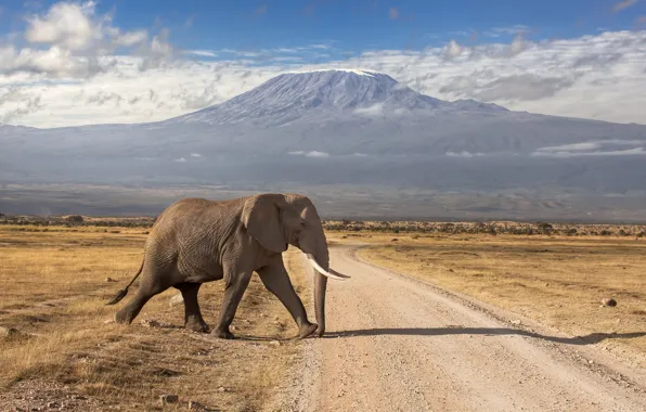 Картинка дорога, горы, слон, вулкан, Кения, потухший