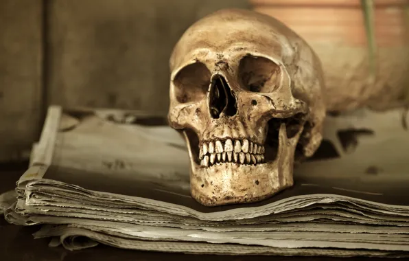 Skull, human, bones, teeth
