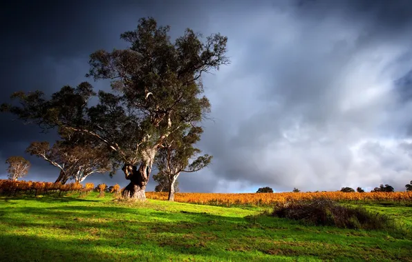 Картинка grass, storm, sky, trees, field, landscape, clouds, outdoors