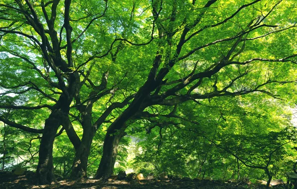 Amazing, nature, scenery