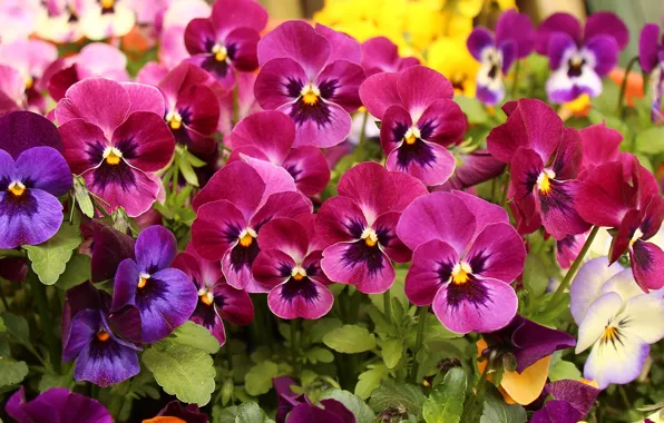 Цветы, яркие, желтые, сад, розовые, анютины глазки, клумба, много