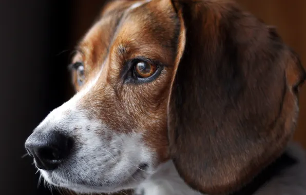Картинка beagle, canine, tri-colour