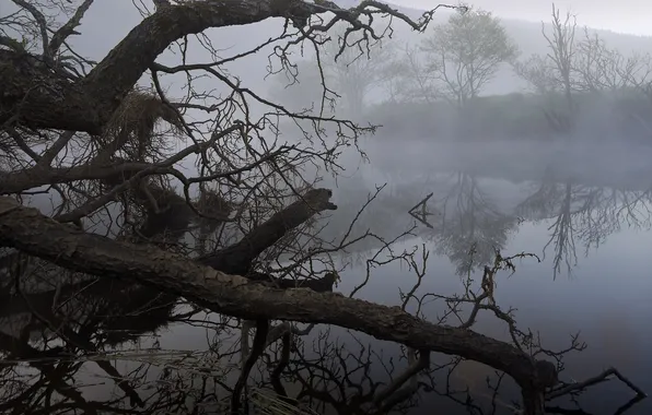 Деревья, туман, озеро, коряги