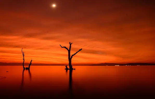 Картинка деревья, ночь, огни, озеро, Луна