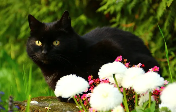 Картинка кот, взгляд, цветы, чёрный кот