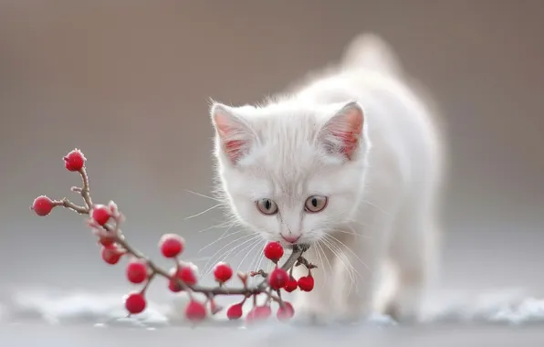 БЕЛЫЙ, ЯГОДЫ, КОТЁНОК, РЯБИНА