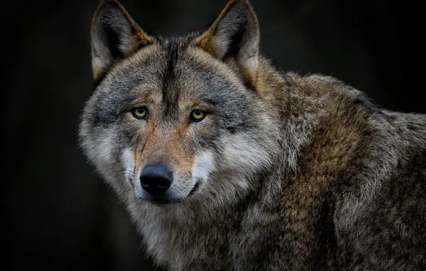 Картинка nature, snow, predator, face, animal, wolf, wildlife, portrait
