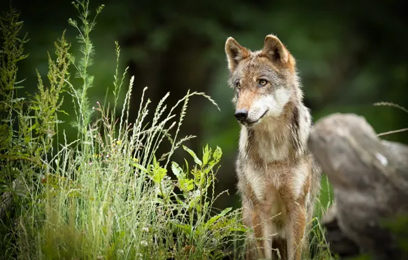 Картинка лето, природа, волк