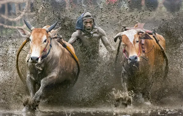 Картинка sport, Indonesia, cow race