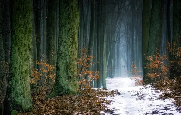 Зима, лес, природа